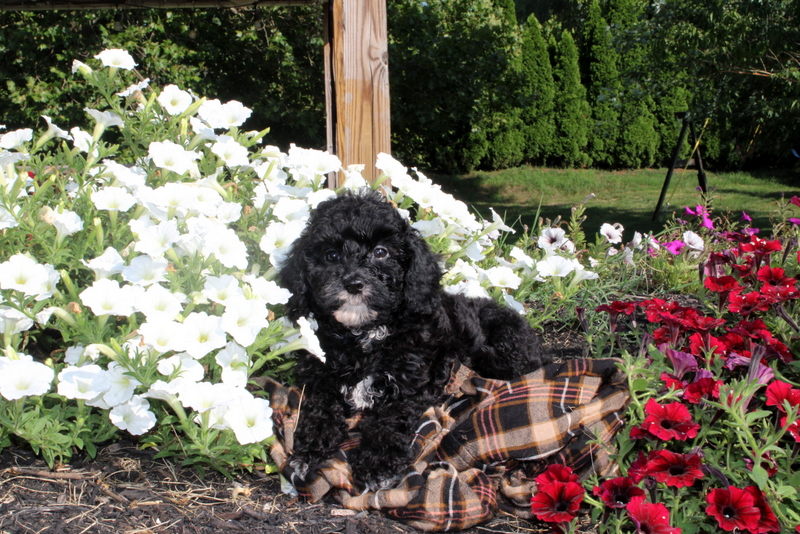 puppy, for, sale, Cavapoo, Matthew B. Stoltzfus, dog, breeder, Gap, PA, dog-breeder, puppy-for-sale, forsale, nearby, find, puppyfind, locator, puppylocator, aca